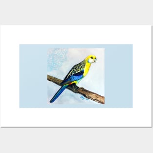 Pale headed Rosella Posters and Art